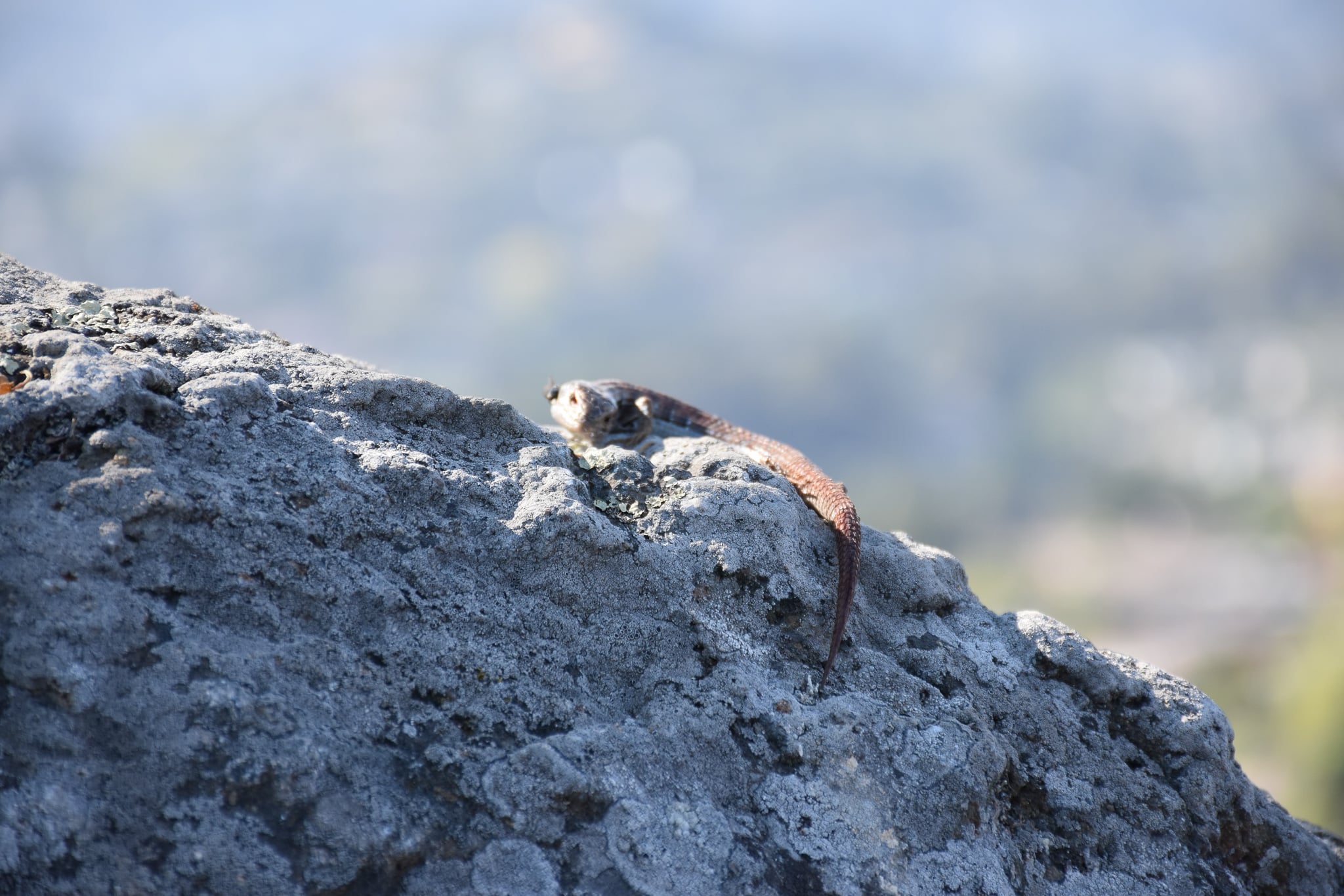 Ring Mountain Preserve - A Perfect Hiking Trail! | Behzad Zandinejad